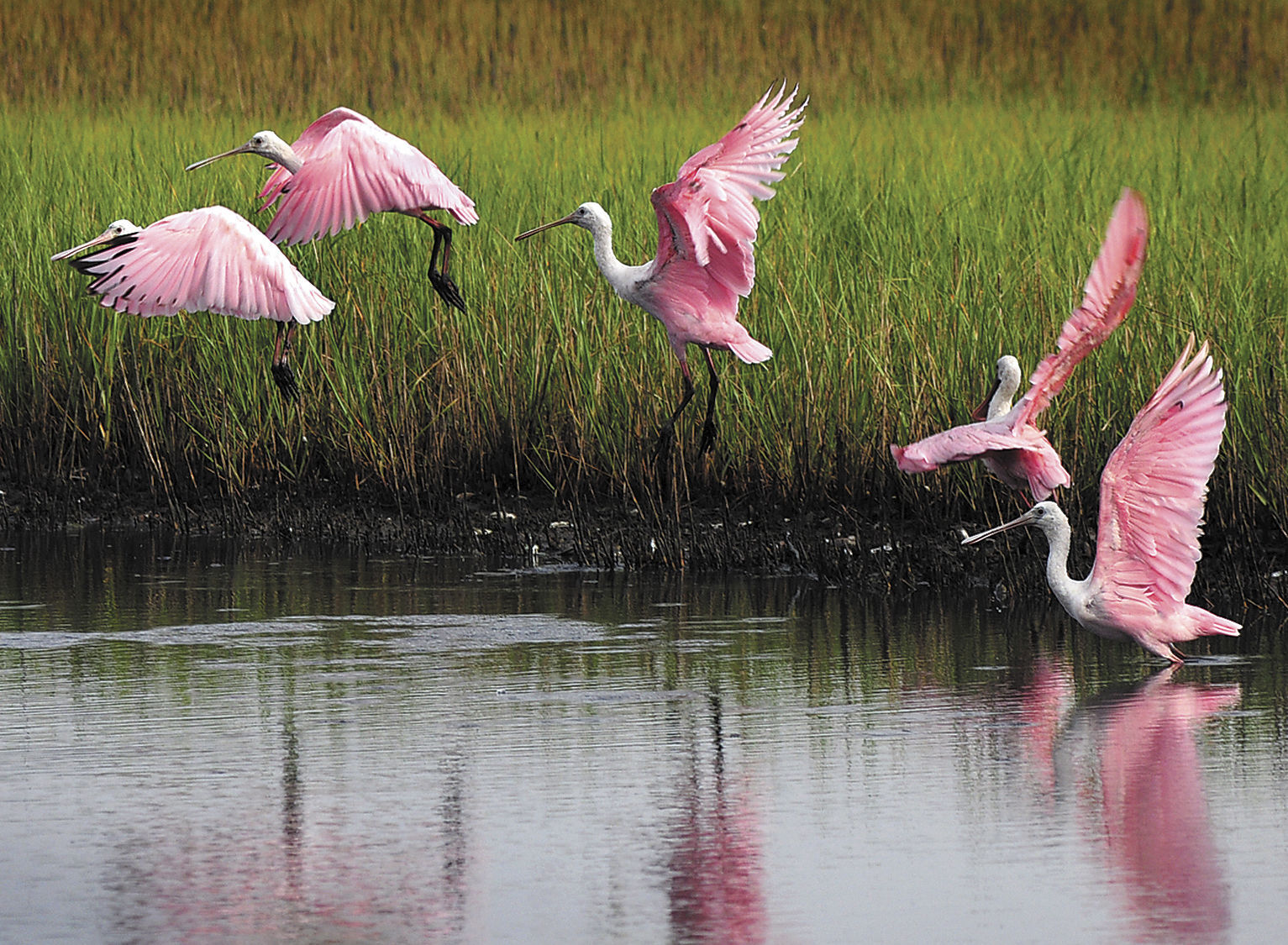 spoonbill